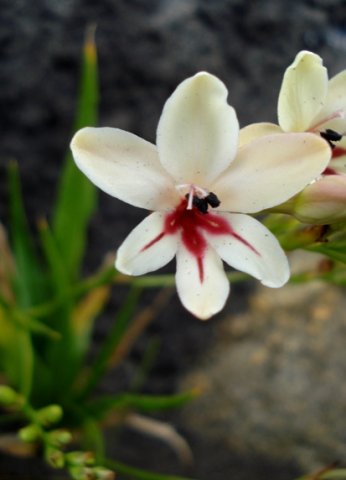 Tritonia undulata flower